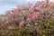 Tabebuia rosea or Pink trumpet tree