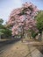 Tabebuia rosea on street view in Guayana city, Venezuela