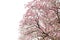 Tabebuia rosea tree,Pink flower tree branch on white background