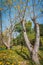 Tabebuia tree in the garden and blue sky