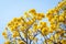 Tabebuia yellow flowers