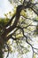 Tabebuya tree and yellow flowers