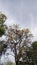 Tabebuya trees that bloom look beautiful and sturdy