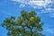 tabebuya trees and clear blue sky