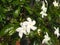 Tabernaemontana divaricata or mondokaki is a flower with white petals and green leaves