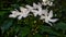 Tabernaemontana divaricata, pinwheelflower, crape jasmine, attractive nero `s crown