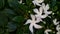 Tabernaemontana divaricata, pinwheelflower, crape jasmine, attractive nero `s crown