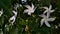 Tabernaemontana divaricata, pinwheelflower, crape jasmine, attractive nero `s crown