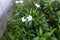 A Tabernaemontana divaricata white flowers