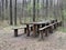 A table with benches in the spring forest, among the trees. Picnic place among nature in the park. Stopping point for travelers