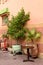 Table, chair and potted plant in front of a house in a street of Marrakesh