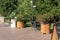 A table with chairs in the street. Wooden tubs with a palm tree and red flowers. Remote menu.