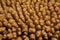 Table coral Acropora hyacinthus close-up