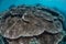 Table Corals and Clear Water