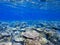 Table corals. Exotic island shore shallow water. Tropical seashore landscape underwater photo.