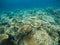 Table corals view in coral reef. Tropical seashore inhabitants underwater photo.