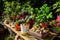 Table covered in rustic zen garden plants in pots