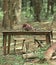 Table for a festive picnic in the woods.holiday concept