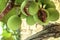 Table grapes damaged by hail rain in a vineyard