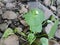 Table mountain fairy wild miners lettuce flowering