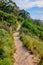 Table mountain hiking trail, vibrant, beautiful nature along a path in a forest. Trees and lush green bushes growing in