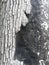 Table mountain tree bark lichen fire scar texture