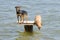 On the table on the river two dogs - Russian toy terrier and chihuahua who wants to jump into the water