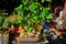 Table with simple zen garden of plants in pots