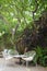 Table with three chairs under exotic tree