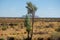 Table top mountain Conner in outback on the horizon, sunny day in Northern Territory Australia