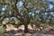 Tables and benches to eat under a huge tree