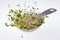Tablespoon of spicy alfalfa and radish sprouts