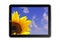 Tablet with a sunflower under a blue sky set as the wallpaper isolated on a white background