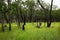 Tabletop Swamp in Litchfield National Park Australia