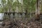 Tabletop Swamp in Litchfield National Park Australia