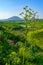 Tabor Stream landscape, with Mount Tabor