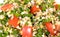 Tabouli Salad Closeup