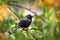 Tacazze Sunbird, Nectarinia tacazze, bird in the green vegetation, Gondar, Ethiopia. Africa sunbird sitting on the branch.  Green