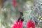 Tacazze sunbird Nectarinia tacazze on a Callistemon flower