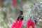 Tacazze sunbird Nectarinia tacazze on a Callistemon flower