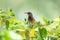 Tacazze Sunbird perched on tree Ethiopia wildlife