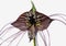 Tacca chantrieri Bat flower unusual flower