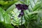Tacca chantrieri - Black bat flower