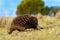 Tachyglossus aculeatus - Short-beaked Echidna in the Australia