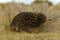 Tachyglossus aculeatus - Short-beaked Echidna in the Australian bush