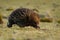 Tachyglossus aculeatus - Short-beaked Echidna in the Australian bush, known as spiny anteaters, family Tachyglossidae in the