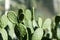 Tacinga inamoena cactus succulent abstract design background
