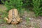 Tactical backpack lies on the ground in the forest.