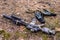 Tactical semi automatic rifle and gloves on ground in the forest