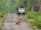 TADOBA, MAHARASHTRA, INDIA, June 2013, Tourist in Jeep watching tiger sitting on road